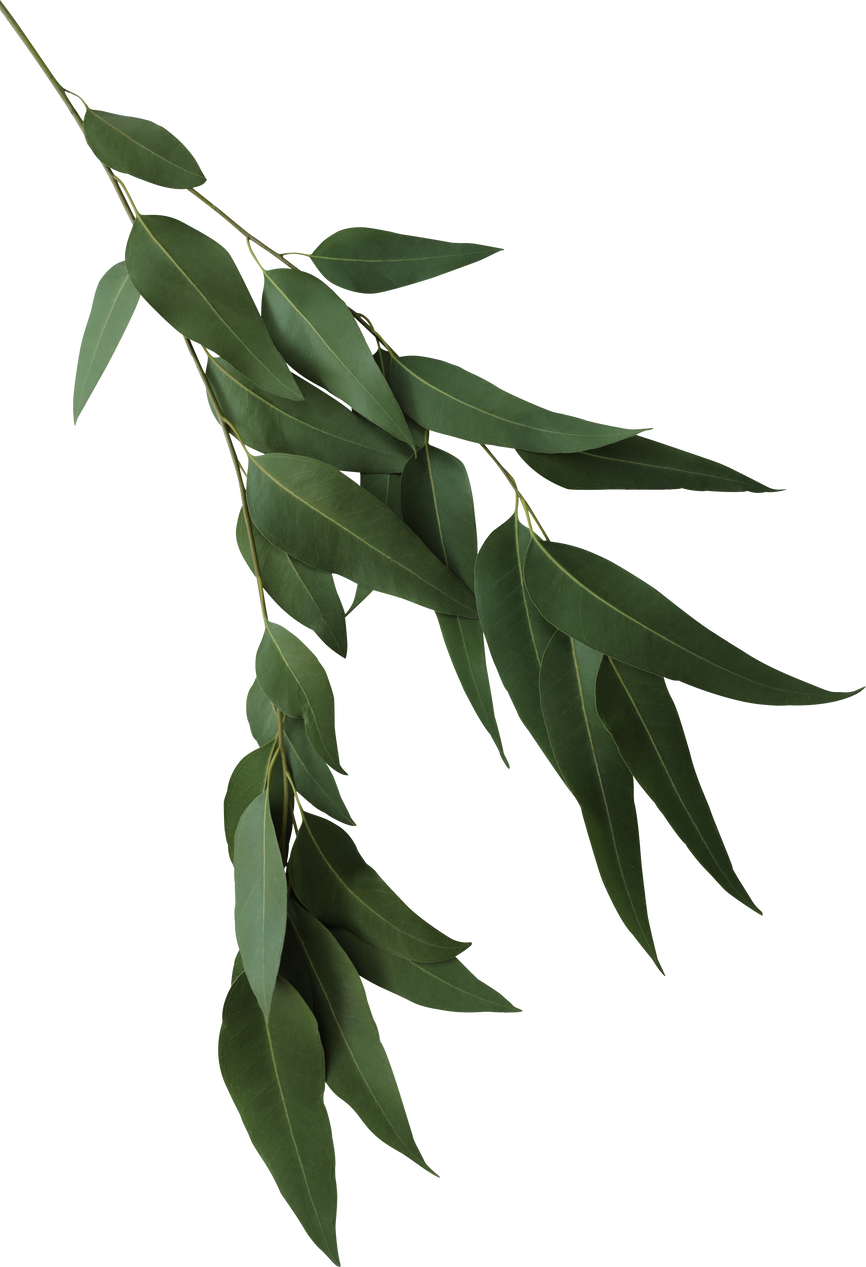 Seeded eucalyptus leaves on branch